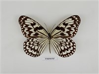 藏品(大白斑蝶(綠島亞種))的圖片